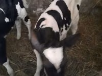 Bulle, Holstein-Rasse — Foto 3