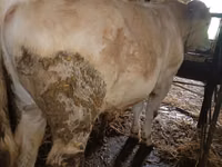 காளை, Simmental cattle — புகைப்படம் 3