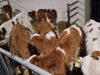 Bulle, Simmental cattle — Foto 4