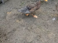 Ducks — Foto 6