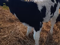 सांड, Russian Black pied cattle — फ़ोटो 4