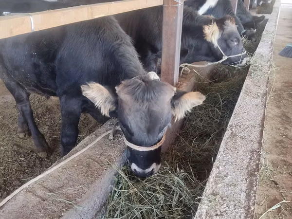 Bull, Cattle