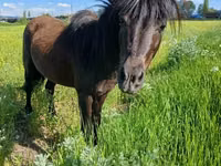 Aygʻir, American shetland pony — 1-rasm