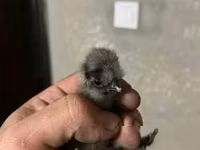 爪哇黑鸡 — 照片 5