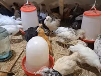Chickens — ფოტო 3