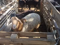 Brebis, Moutons — photo 6
