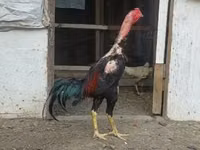 Chickens — zdjęcie 1