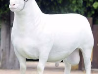 भेड़ें (लॉट, लिंग निर्दिष्ट नहीं), Dorper sheep — फ़ोटो 1