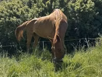 Jument, Polish pony — photo 7