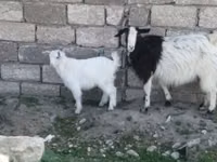 Koza, Kozy — zdjęcie 1