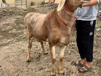 Baran, Arashan sheep — zdjęcie 2