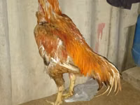 Chickens — foto 1
