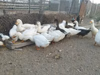 Ducks — foto 8