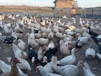 Deutscher Pekin — Foto 1