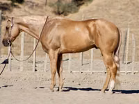 குதிரை, Quarter Horse — புகைப்படம் 1