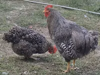 Sloven Çizgili Tavuk — foto 1