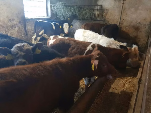 Bovinos (lote, sexo não especificado), Bovinos
