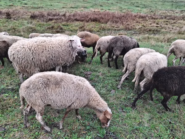 Sheep, Assaf sheep