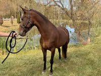 Kobyła, Rocky Mountain Horse — zdjęcie 6