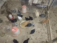 Australorp — photo 2
