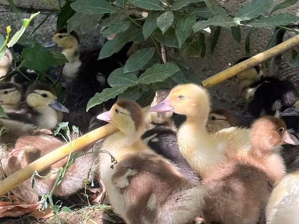 Ducks