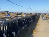Vaca, Raza Holstein — foto 5