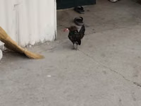 Chickens — 8-сурет