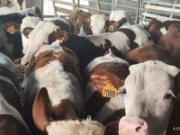 Buğa, Simmental cattle — foto 2