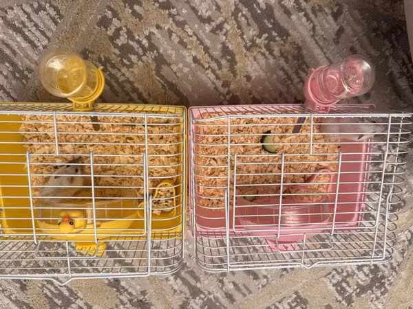 Rəngli hamster qəfəs dəsti - İki fərqli rəng variantı: sarı və