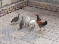 Chickens — Foto 1
