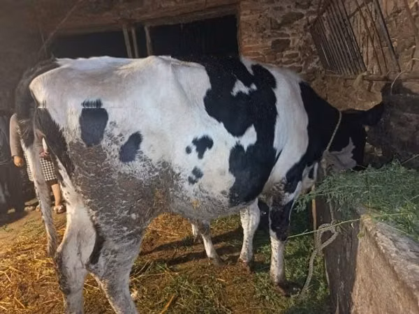 Сиыр, Russian Black pied cattle