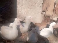 Ducks — foto 3