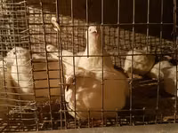 Quails — foto 7