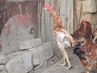 Chickens — foto 7