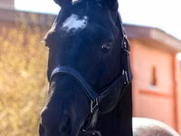 Hengst, Thoroughbred horse — Foto 2