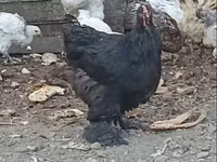 Brahma — Foto 2