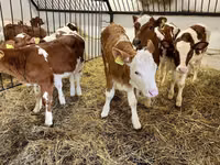 Krava, Simmental cattle — foto 2