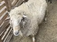 Beran, Merino sheep — foto 4