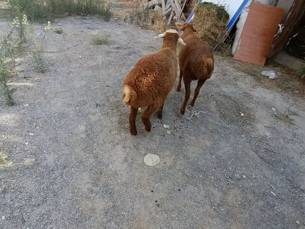 كبش, الأغنام