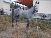 குதிரை, Thoroughbred horse — புகைப்படம் 1
