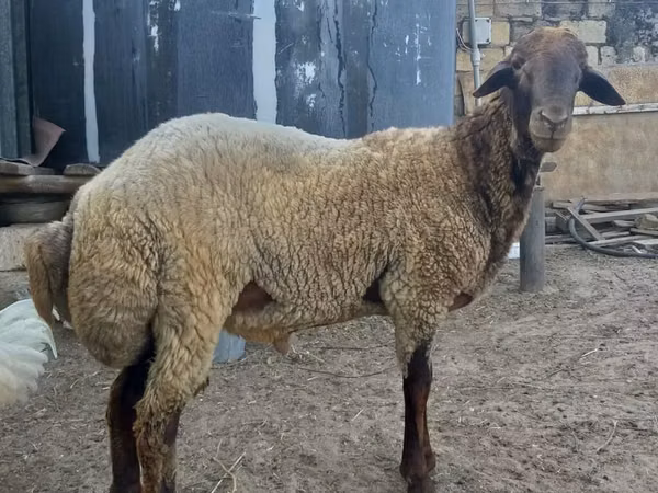 Carnero, Ovejas