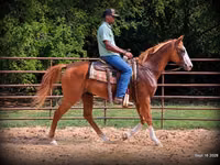 Aygır, American paint horse — foto 6