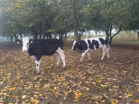 Krava, Russian Black pied cattle — foto 2