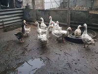 Geese — zdjęcie 2
