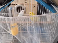 Dalmatin və sarı rəngli iki dalğıç papağanla birlikdə tam dəst quş — foto 1