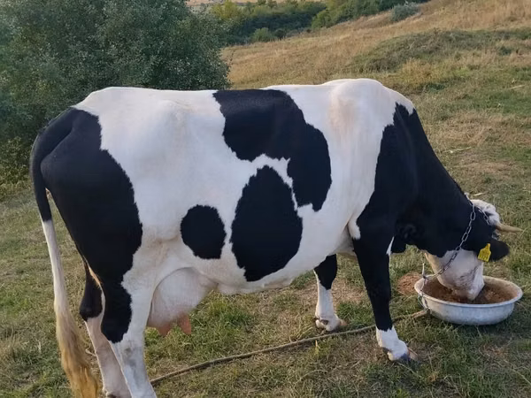 Vache, Russian Black pied cattle