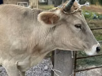Krava, Simmental cattle — foto 4
