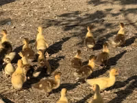Ducks — फ़ोटो 1