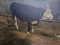 Krowa, Russian Black pied cattle — zdjęcie 1