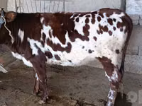 母牛, Cattle — 照片 1